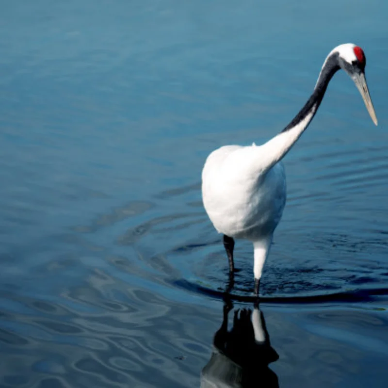 

Hobbywing RC Car 120A Program Card LED Program Box 2C 86020010 Programm Card for XERUN and EZRUN Series Car Brushless ESC