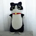 black cat 1