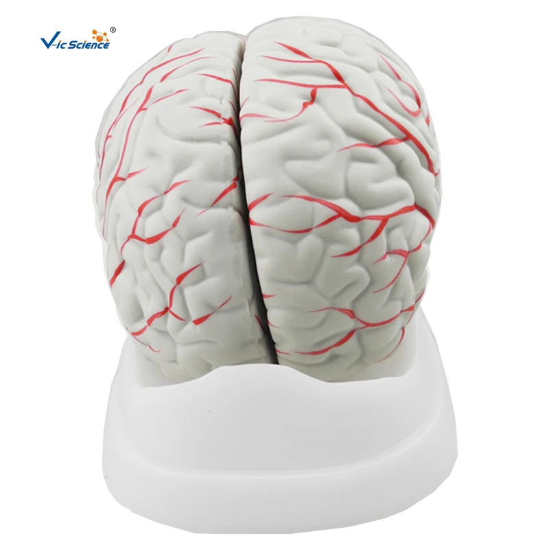 

New Style Brain Model Human Teaching Brain Mantle Function Position Head Brain Anatomy Model