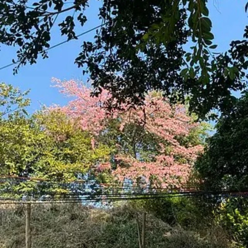 

T Motor T-Hobby AT5220 5220 A 20 25CC Outrunner Brushless Motor for RC Fixed Wing Aircraft Drone Quadcopter Multicopter