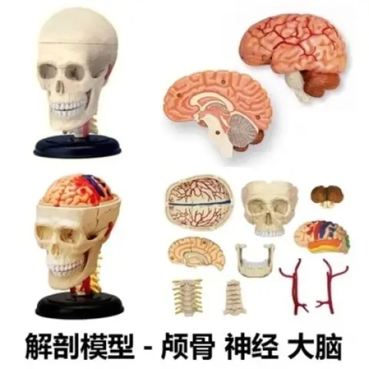 

Наборы моделей для сборки органов человеческого черепа, медицинская обучающая модель, настольное украшение, образовательное оборудование для научных исследований своими руками