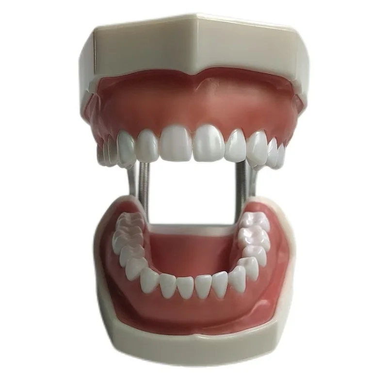 

High-quality 28-department dental training model