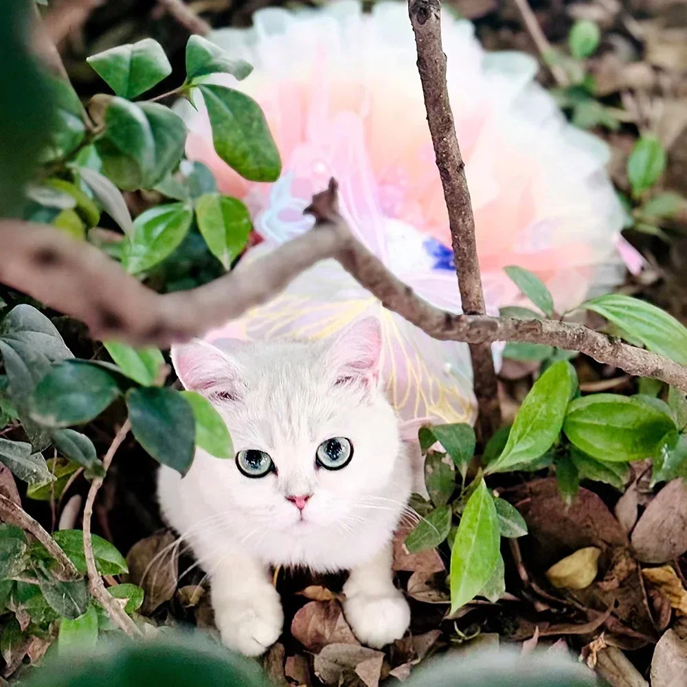 فستان الأميرة الوردي الرائع لـ Chihuahuas الصغيرة - طباعة صيفية ناعمة، مثالي لتميمة فتاة الحيوانات الأليفة!