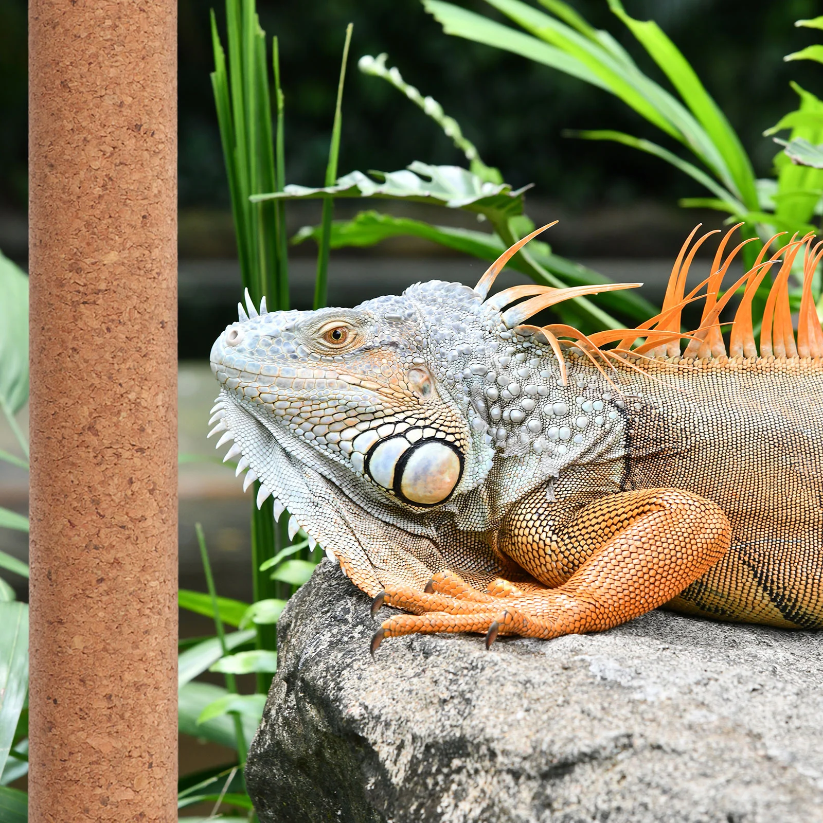 30cm Softwood Cork Climbing Pole for Lizards Reptile Toy Lightweight Portable MultiFunctional Cage Decor Pet Supplies