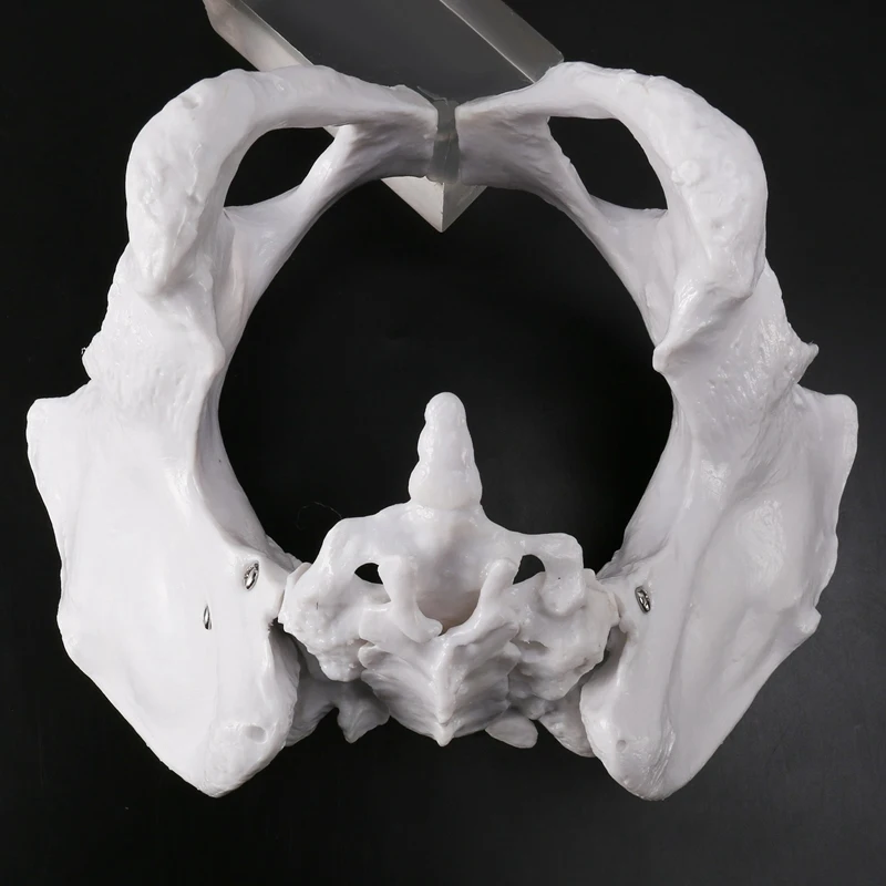 Female Pelvis Human Skeleton Model Specimen Hip Skeleton Anatomy Tool School Used Pubis Skeleton