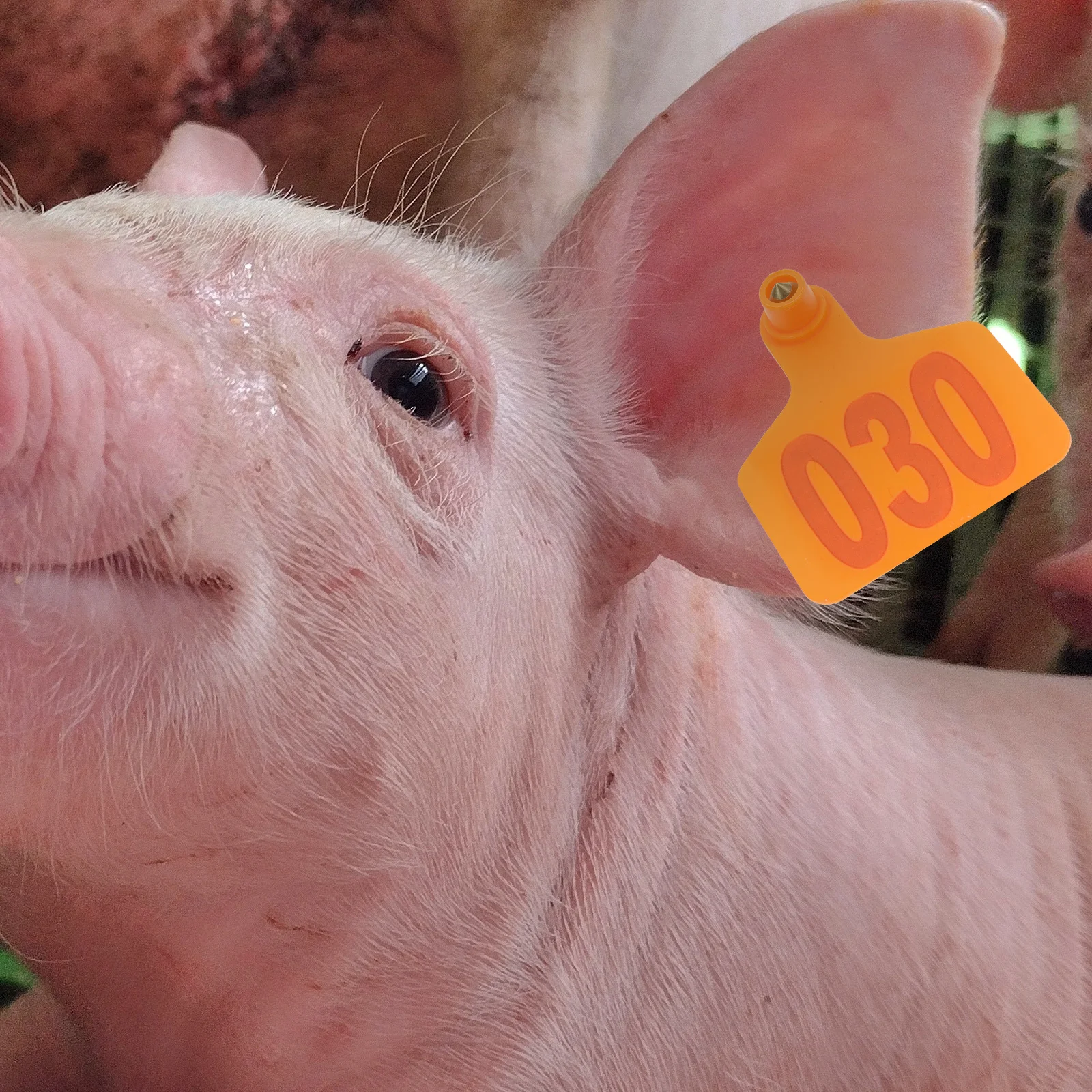 

100Pcs Livestock Ear Tags Strong Flexible Number Printed Animal Marking Tag for Cattle Cow Sheep Pig Identification Ear Signs