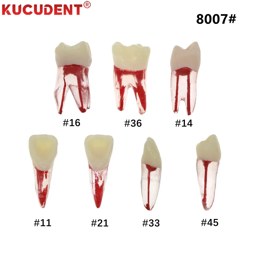 1pc 치과 근관 근관 치아 모델 RCT 연습 엔도 파일 치아 치과 연구 교육 훈련을위한 펄프 캐비티 8007