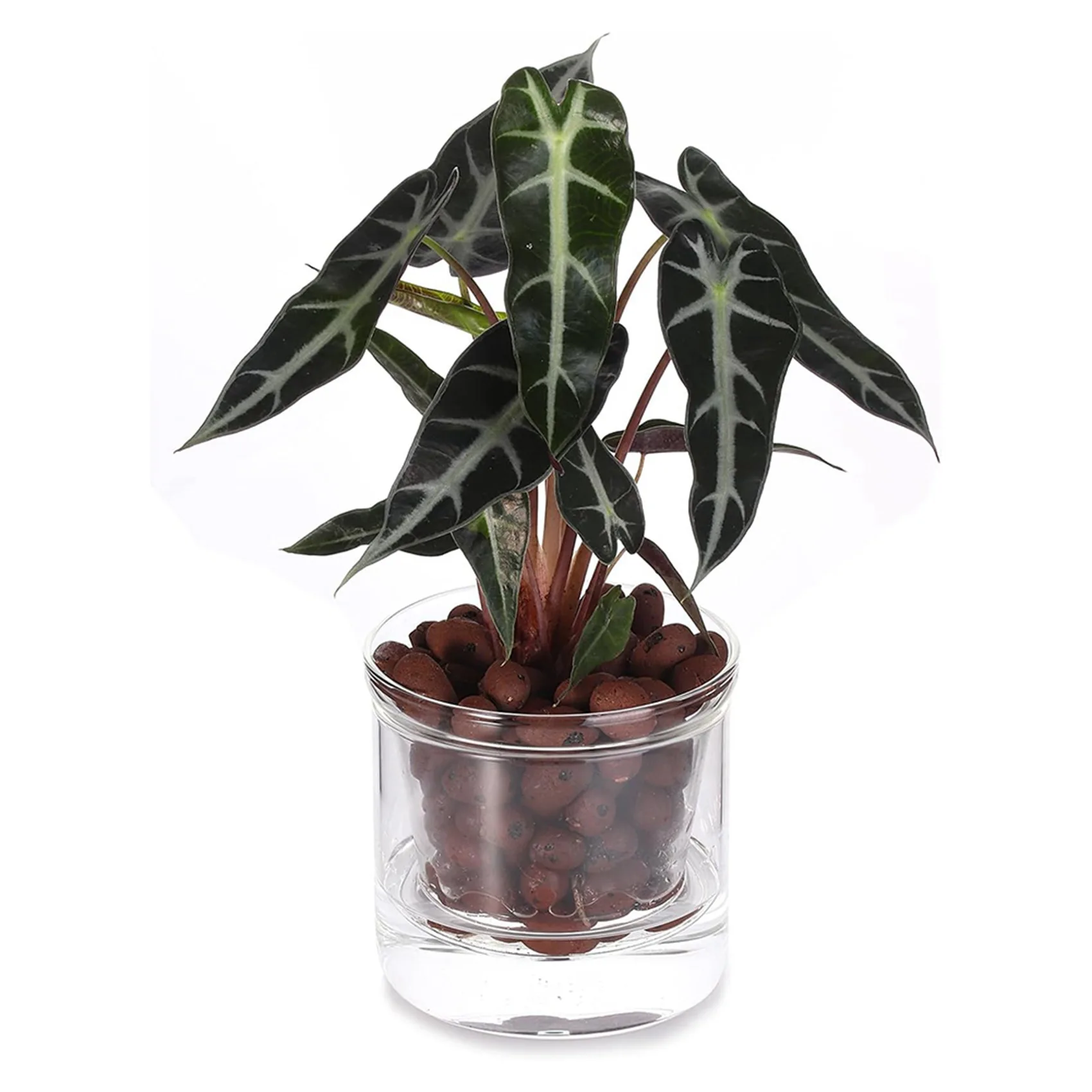 ABBP-3Pcs 4 Inch Self Watering Pot,African Violet Pot,Bottom Watering Glass Planter For Indoor Plants And Progagation