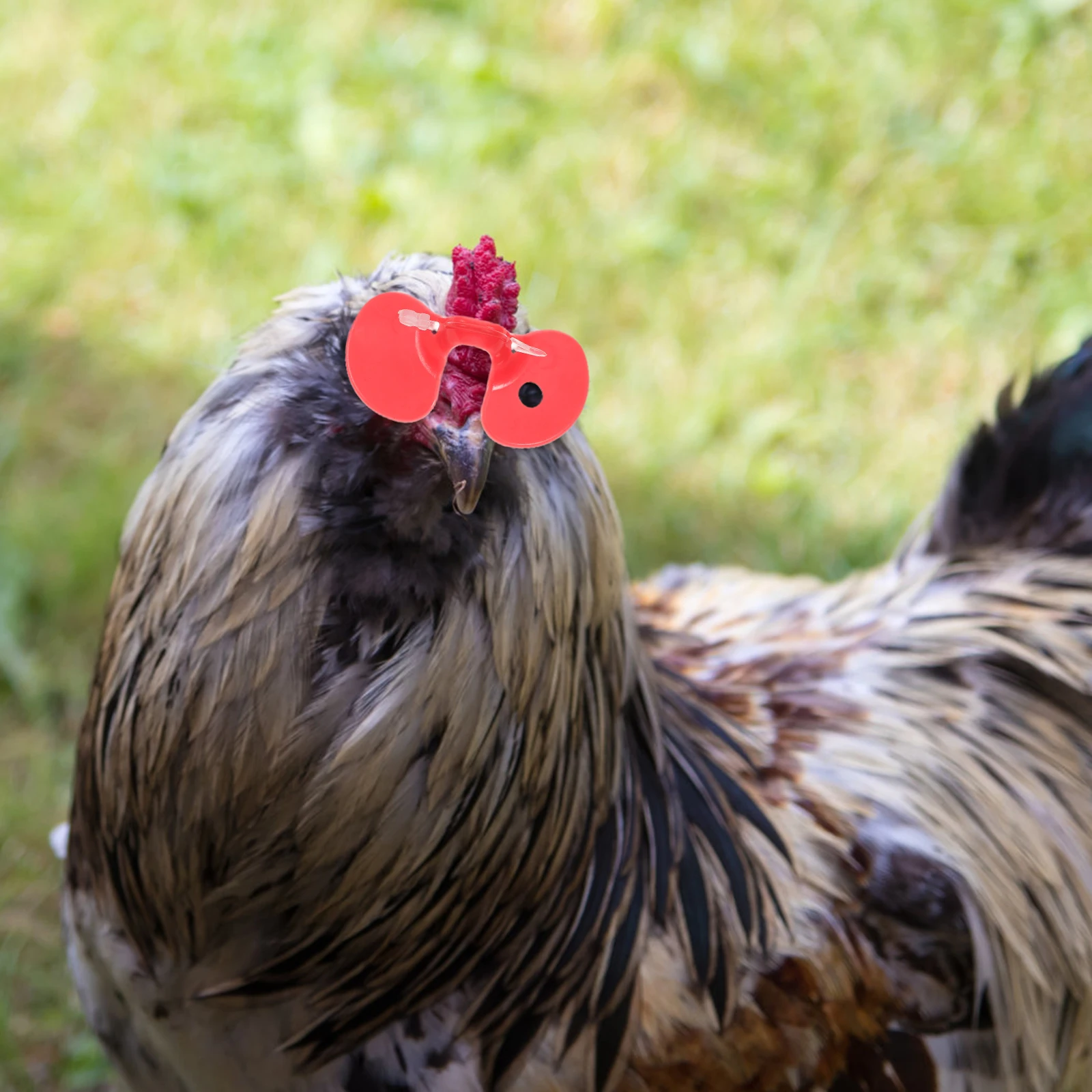 

100pcs Supplies Safe for Chicken Peepers Garden Farm Pet Shop Plastic Chicken Eyeglasses Poultry Supplies Plastic