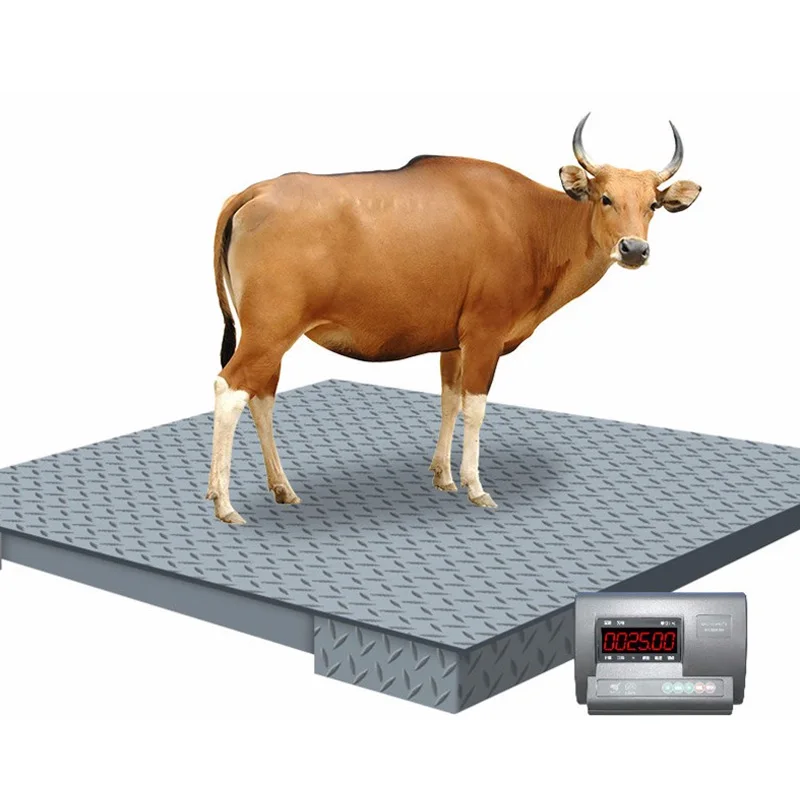 

Custom Livestock Scales Floor scales for weighing cattle and pigs, OEM and ODM support
