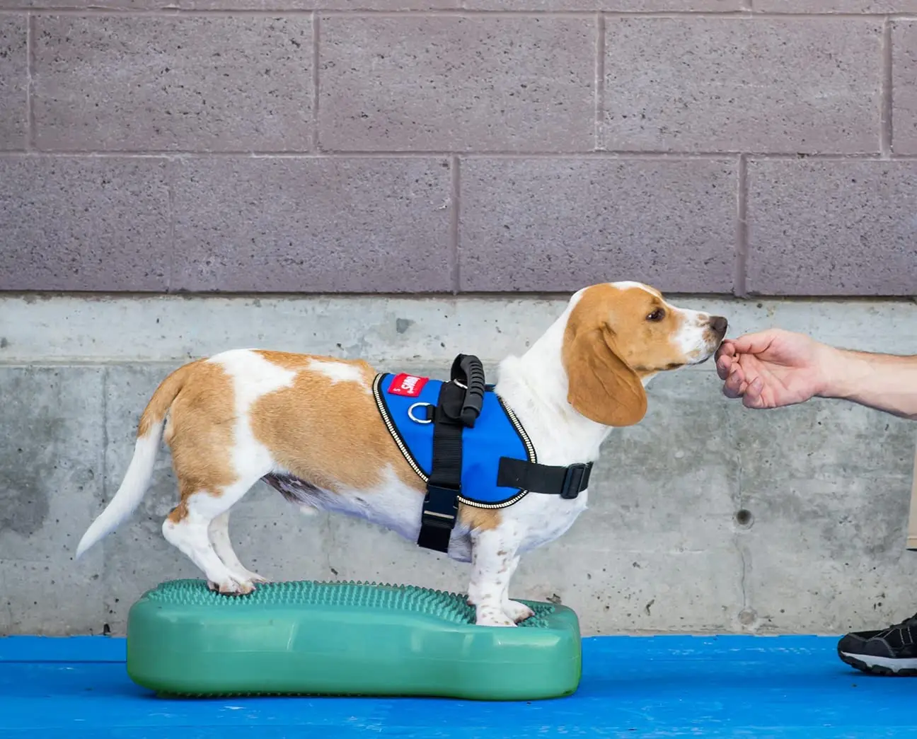 Ball Dynamics Balance Training Device for Dog Training and Fit