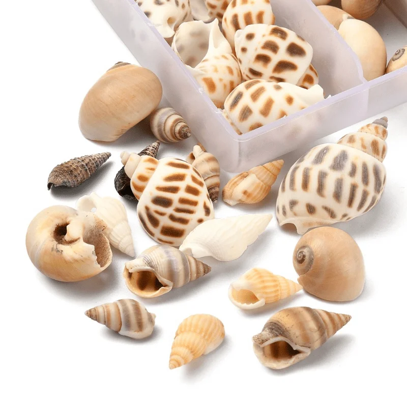 1Set Mixed Sea Shells Ocean Beach Spiral Seashells Craft Charms for Home Decorations Beach Theme Party Candle Making