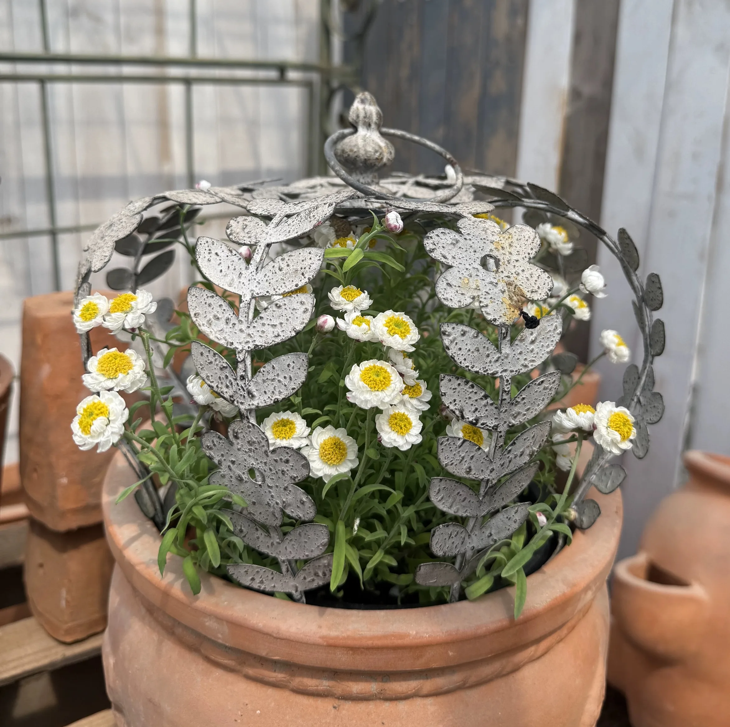 Decorative Metal Crown Planter Cage, Vintage Distressed Finish, Leaf and Flower Design, 25cm Height x 25cm Diameter, Rustic Gard