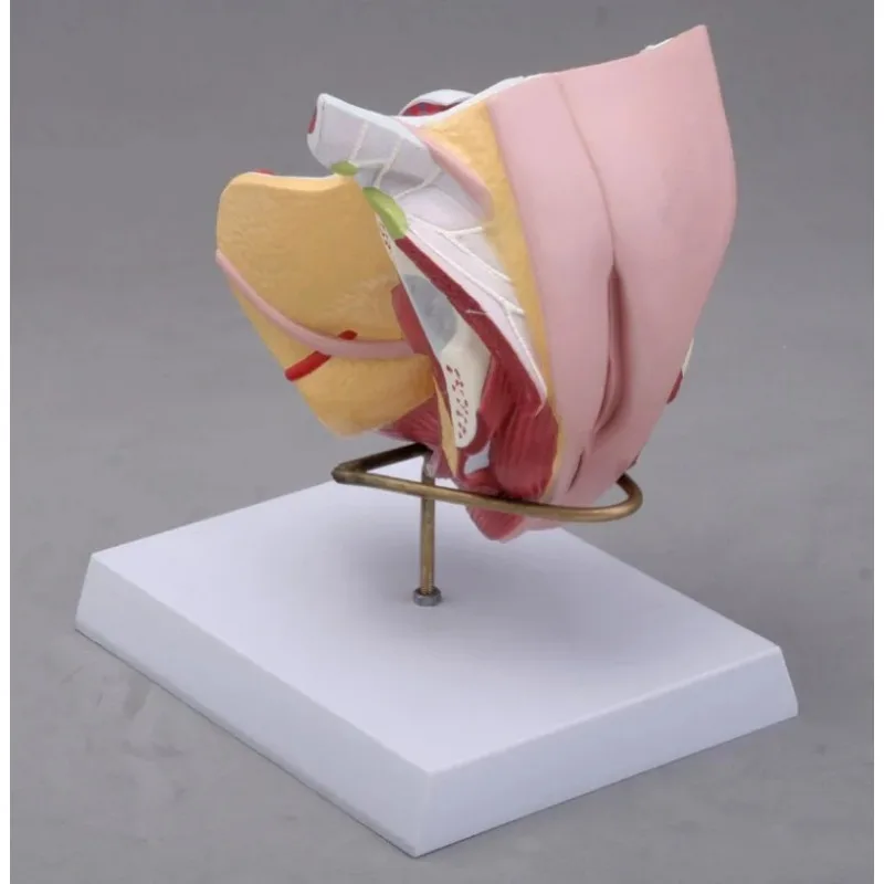 4 Parts Human Female Internal External Reproductive Pelvic Cavity Perineum Uterus Structure Anatomical Model