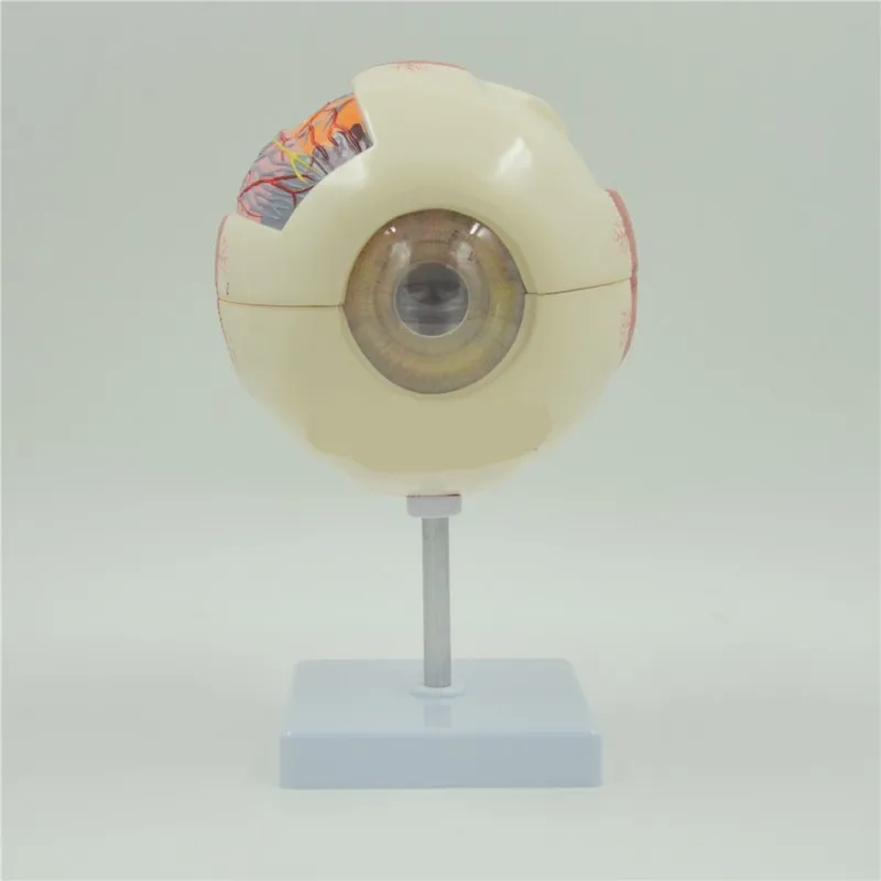 Human Anatomy Eye Ball Educational Model Training 6X Life Size Enlargement Medical Learning Kit