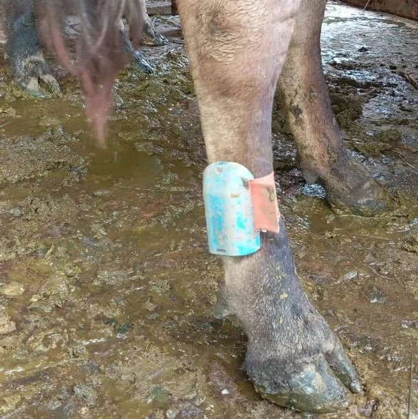 Applicable to Dairy Cows Ear Tag with Activity Laying Time Detection and Estrus Alert Leg Sensor Tag for Cattle