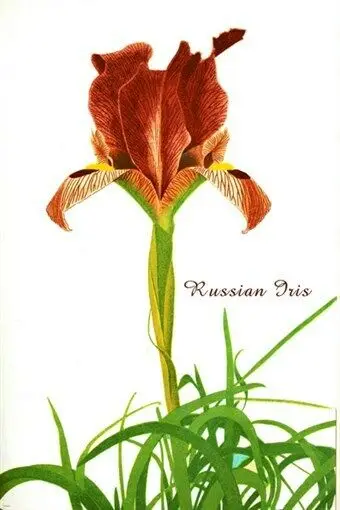 Bunga IRIS Rusia antik botani BOLD indah, seni gambar cetak Poster sutra, dekorasi dinding rumah