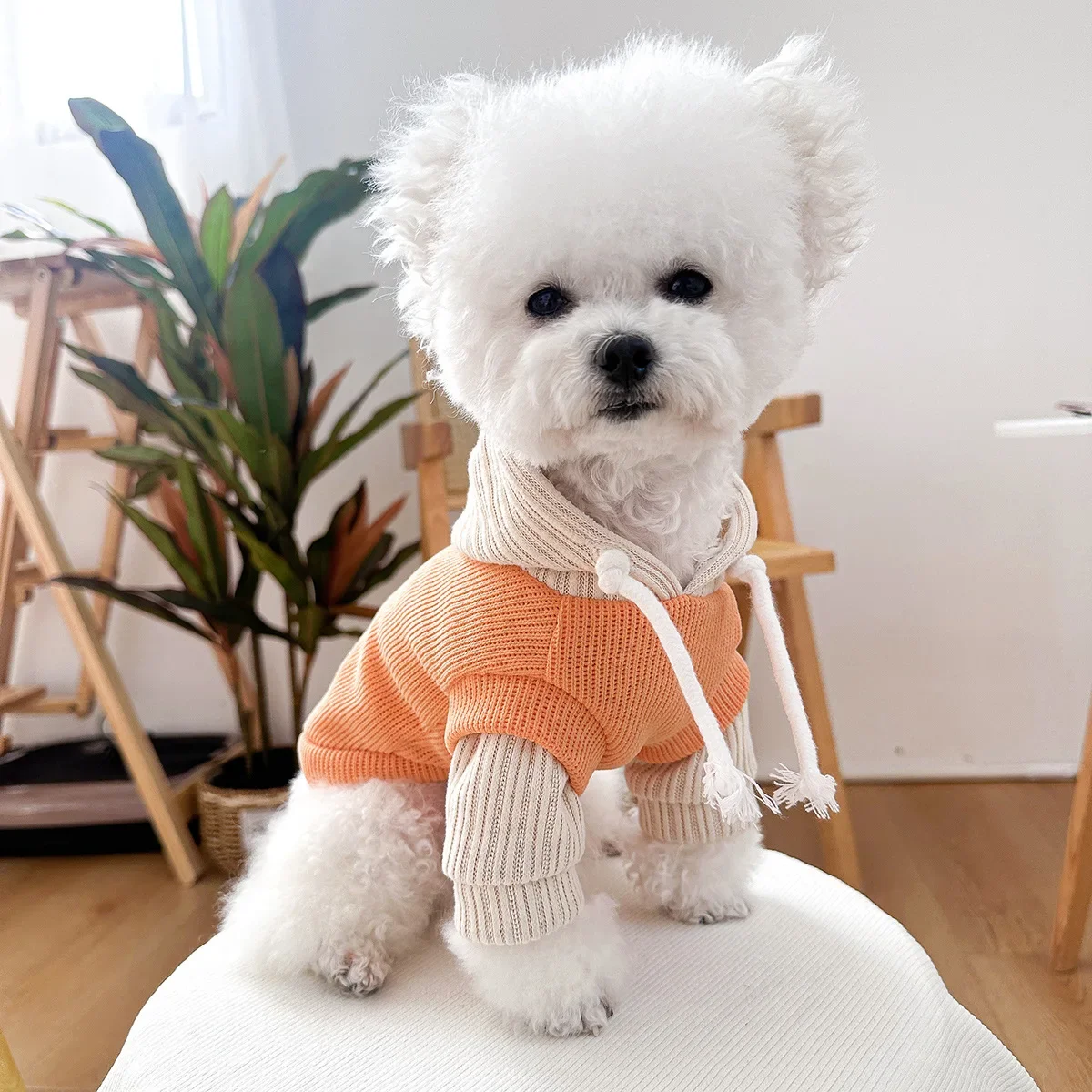 Pet Color Blocking Hoodie Puppy/cat Drawstring Undershirt Pet Hooded Hoodie Dog Clothes for Small Dogs Puppy Clothes Small Dogs