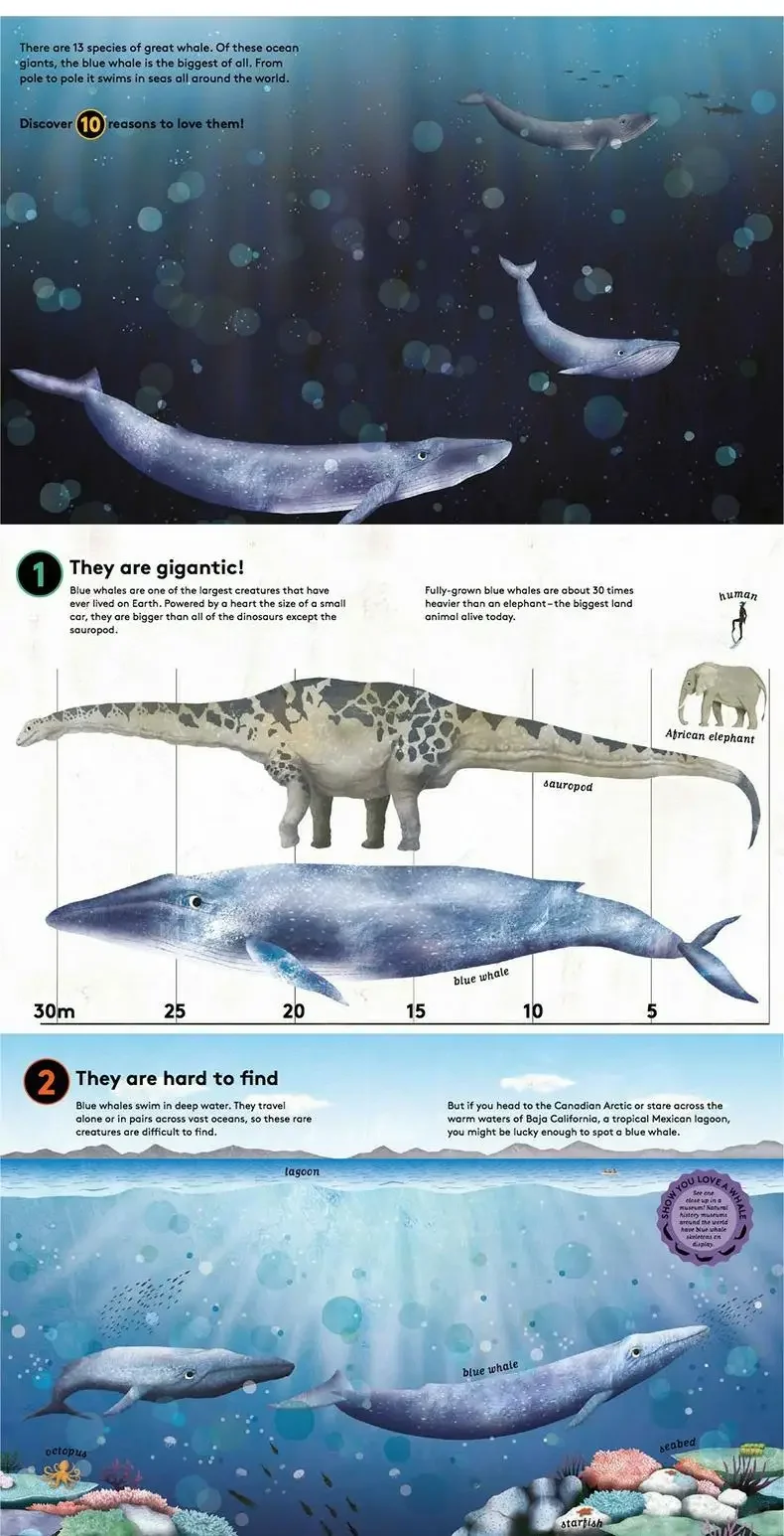 10 Reasons to Love a Whale, Children's books aged 3 4 5 6, English Popular science picture books, 9781786030139
