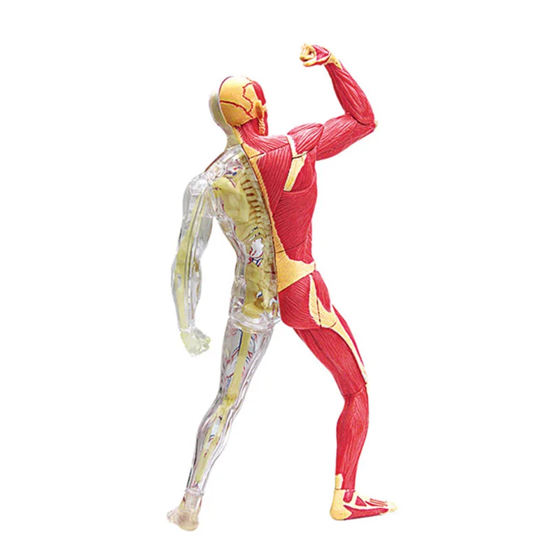 

Анатомическая модель человека 4D: Стандартный медицинский анатомический набор из ПВХ, разборная головоломка для сборки, обучающая модель для детей