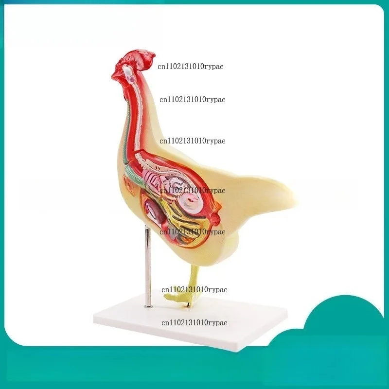 Chicken model, natural biological teaching model, teaching instrument chicken model