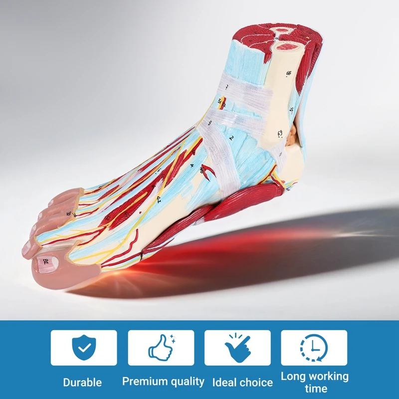 Foot Anatomy Model 9 Parts, Foot Joints, Including Bone, Muscles, Ligaments, Nerves And Blood Vessels Of The Human Foot