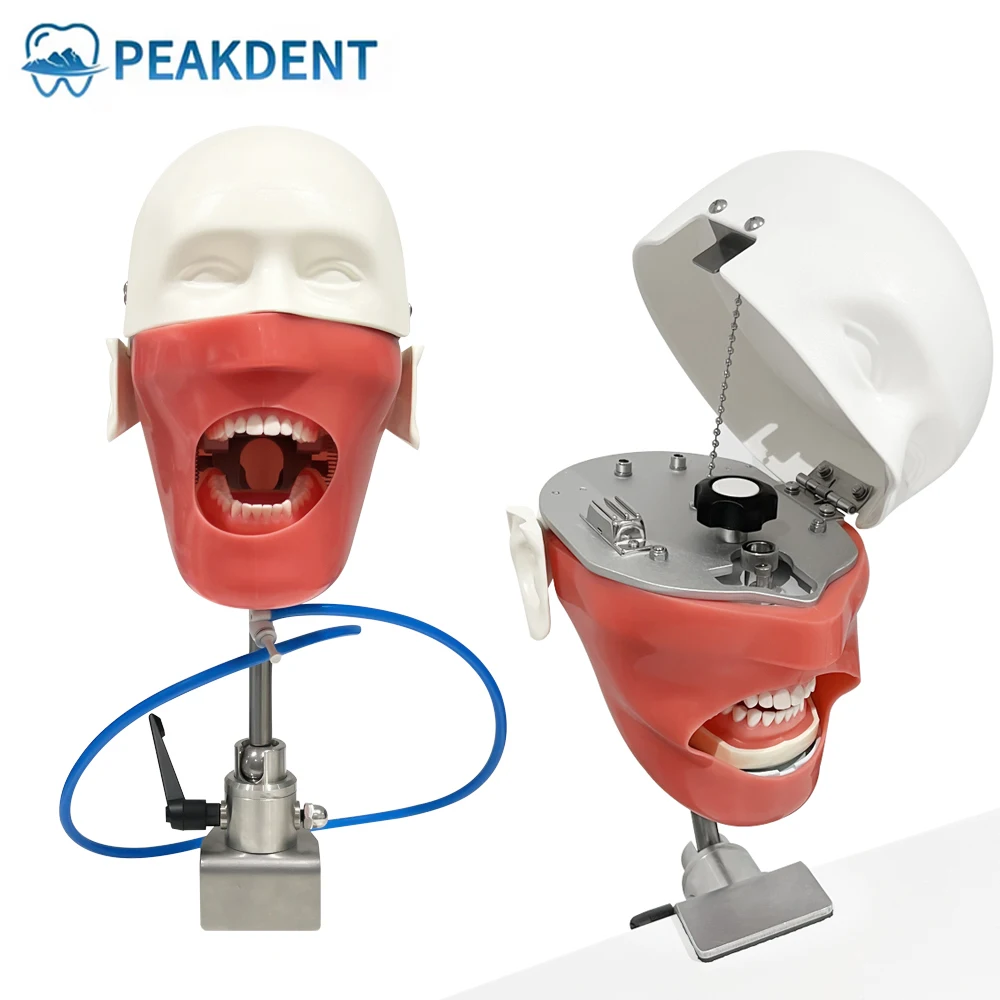 

Стоматологическое обучение, модель фантомной головы, стоматологический симулятор, манекен с зубами для обучающей практики, обучения, стоматологическое оборудование