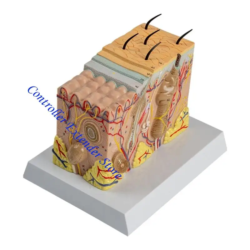 

N84B Anatomical Skin Model 3D Skin Teaching Aids Model, Human Skin Anatomy Model