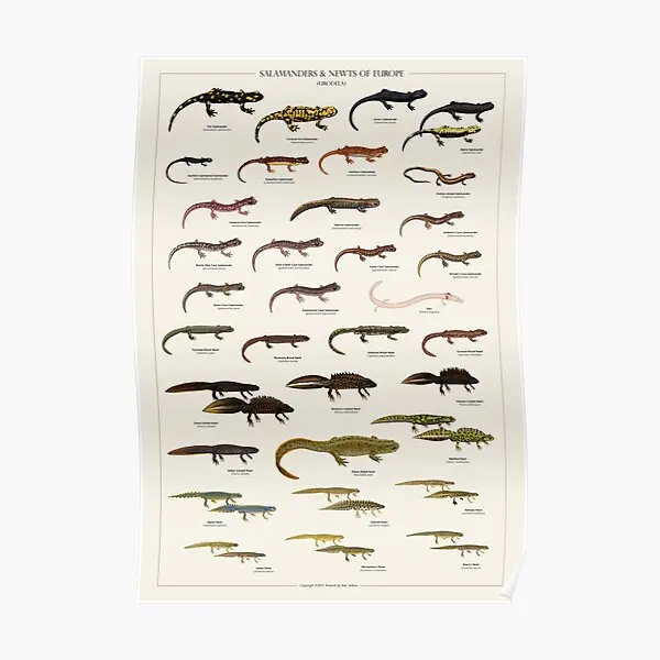 Salamanders Newts Of Europe  Poster Funny Decor Vintage Mural Room Print Picture Wall Home Decoration Painting Art No Frame