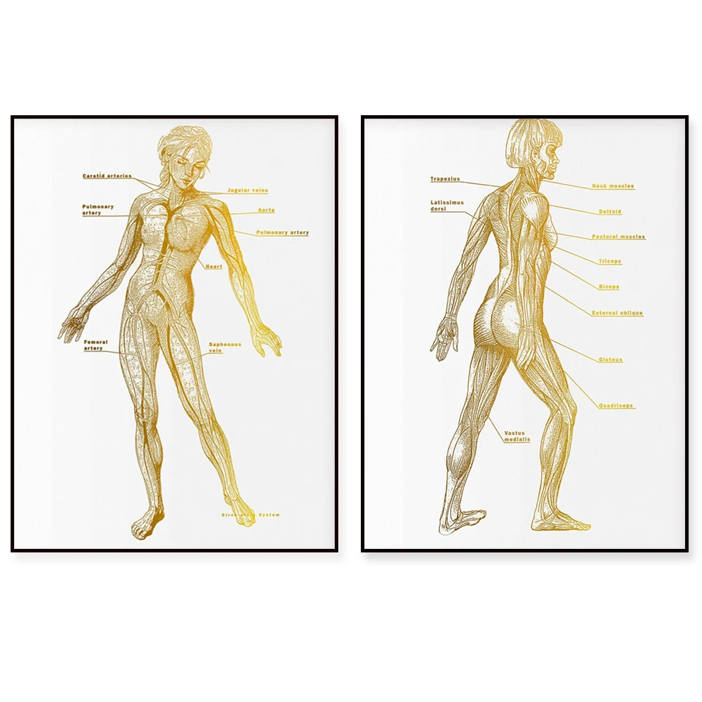 Female anatomy poster, physiology art, nervous system, circulatory system. Lymphatic system, beauty clinic treatment decoration