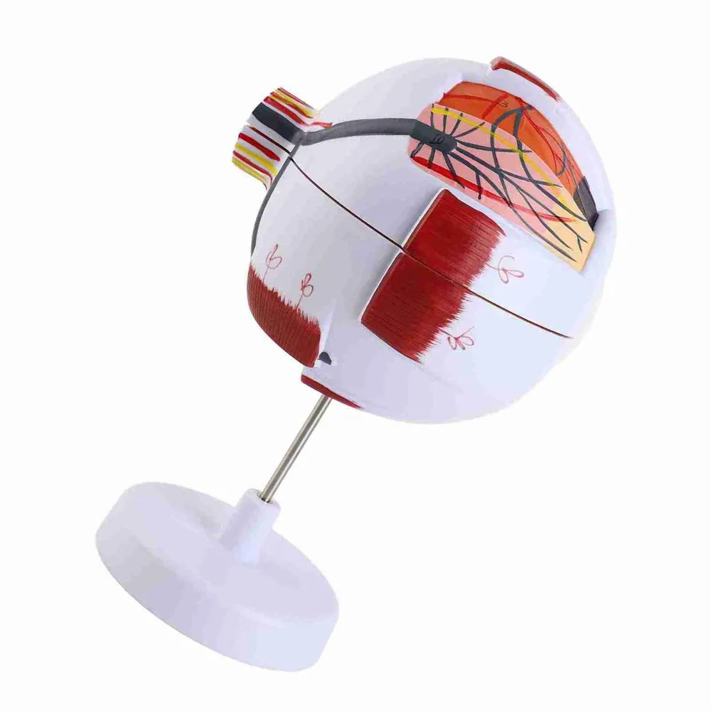 6X 6 Times Magnification Human Eye Model Solid Detachable Parts 6X Enlarged Eye Model White & Transparent Handheld Size