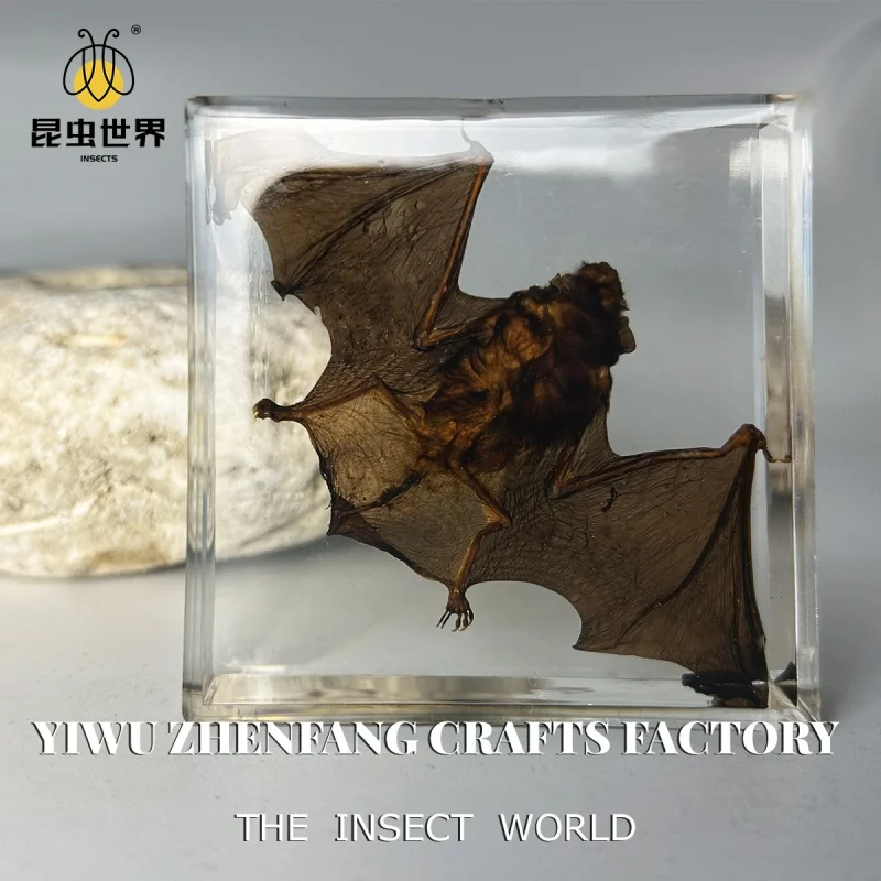 Amazon E-Commerce Hot-Selling Product Real Bat Insect Specimen Acrylic Transparent Resin Teaching Aids Travel Gift