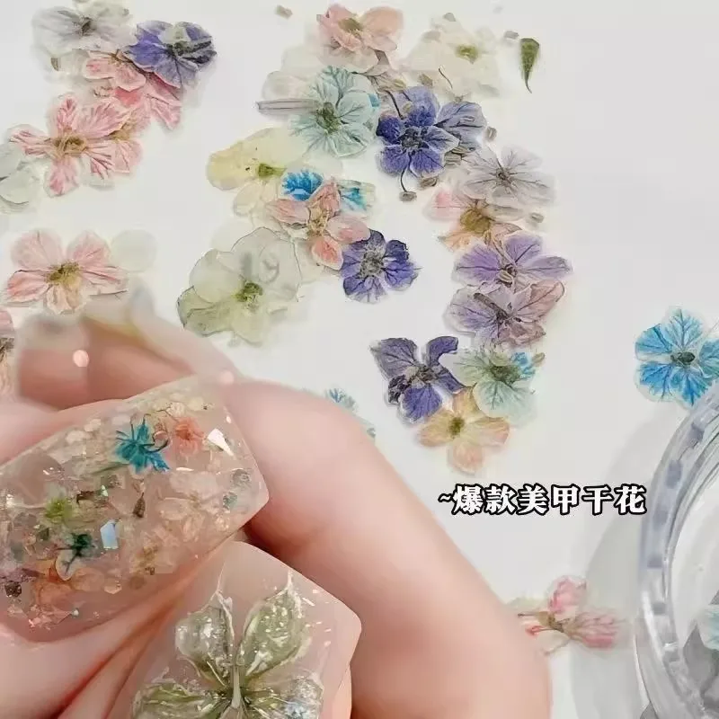 

New Plant Specimen Japanese Style Ins Style Mini Manicure Flower Natural Pressed Wearable Nail Real Flower Mobile Phone Case Glue