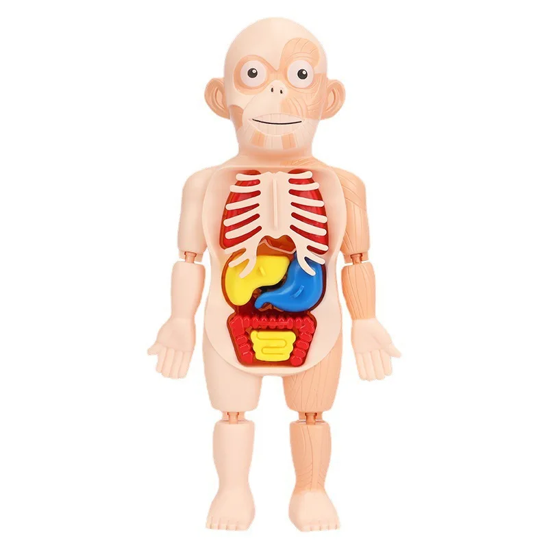 Human Torso Body Model Children's Learning Tools Human Organ Model Anatomy Anatomical Medical Internal Organs For Teaching