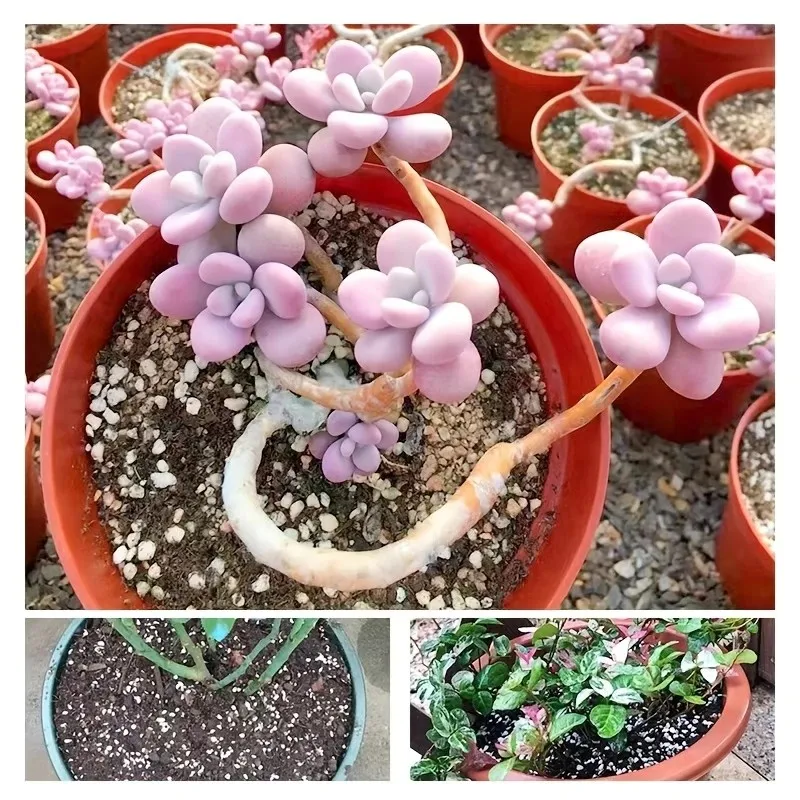 1L คุณภาพสูง perlite succulent Orchid Universal Plant ด้านล่างปูตกแต่ง Planter พื้นผิวปู,คลานเตียงสัตว์เลี้ยง