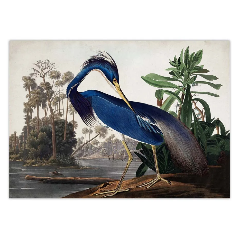 Vintage Bird American Heron Swan Roseate Spoonbill Scarlet Lbis Blue Crane Unframed Art Picture Print Canvas Poster Home Decor