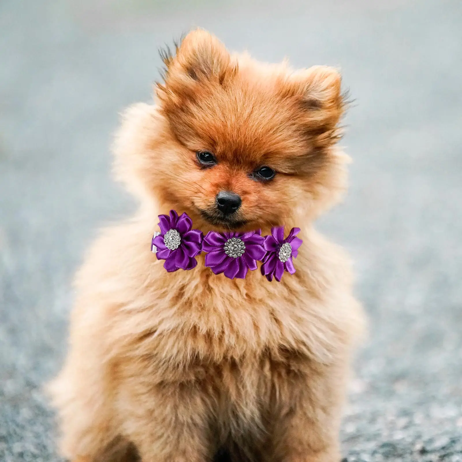 

12Pcs Pet Flower Collar Rhinestone Crystal Bow Tie Adjustable for Cats Puppies Christmas Birthday Wedding Photos