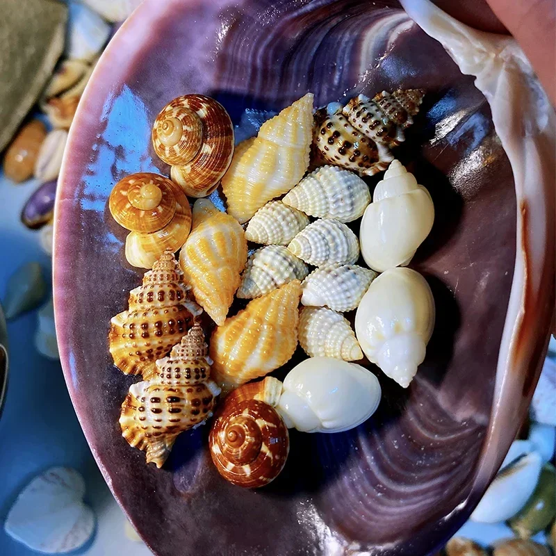 5 Kinds of High-quality Small Conch Combinations, A Total of 18 Pieces of Shell and Conch Collection Specimens