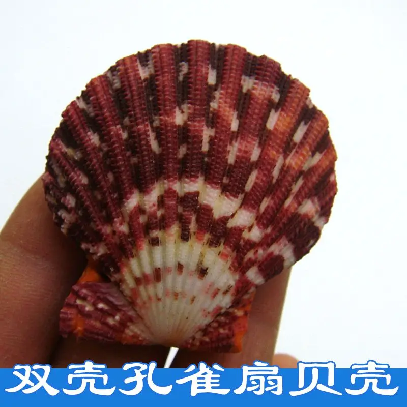 Obraz olejny, Naturalna muszla muszli, Deska do skrobania muszli perłowej, Prezent dla przyjaciół, Dekoracja domu