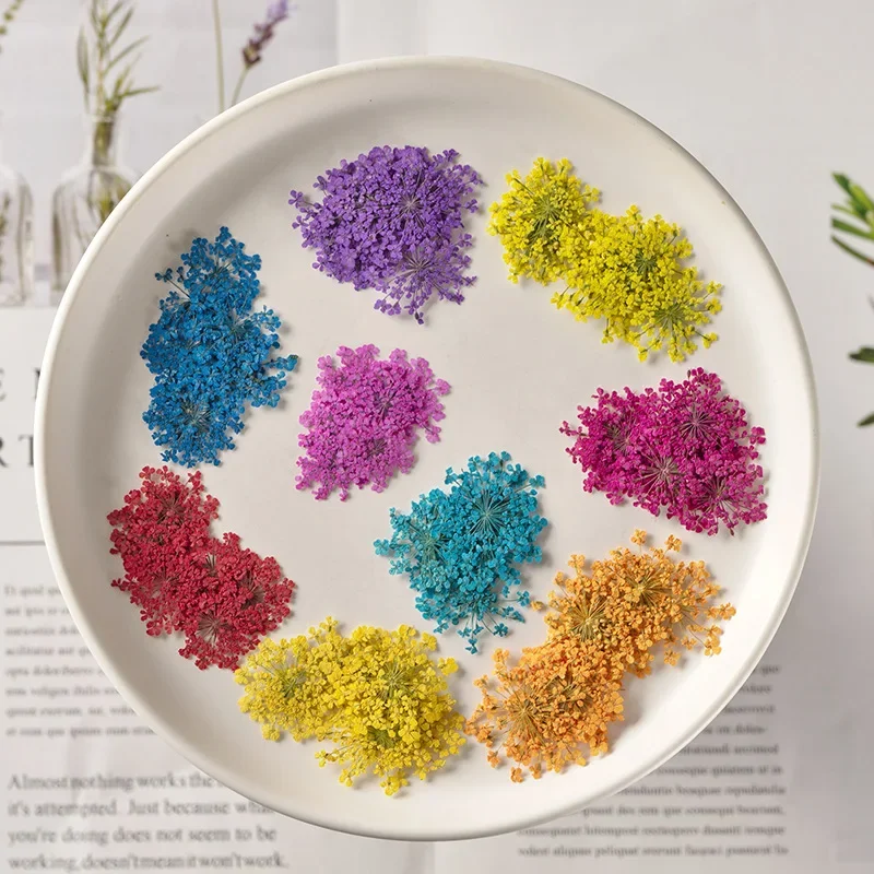 12 unids/pack Real Natural prensado flor de Ammi Majus seca para teléfono móvil Material de carcasa resina joyería suministros de decoración de uñas
