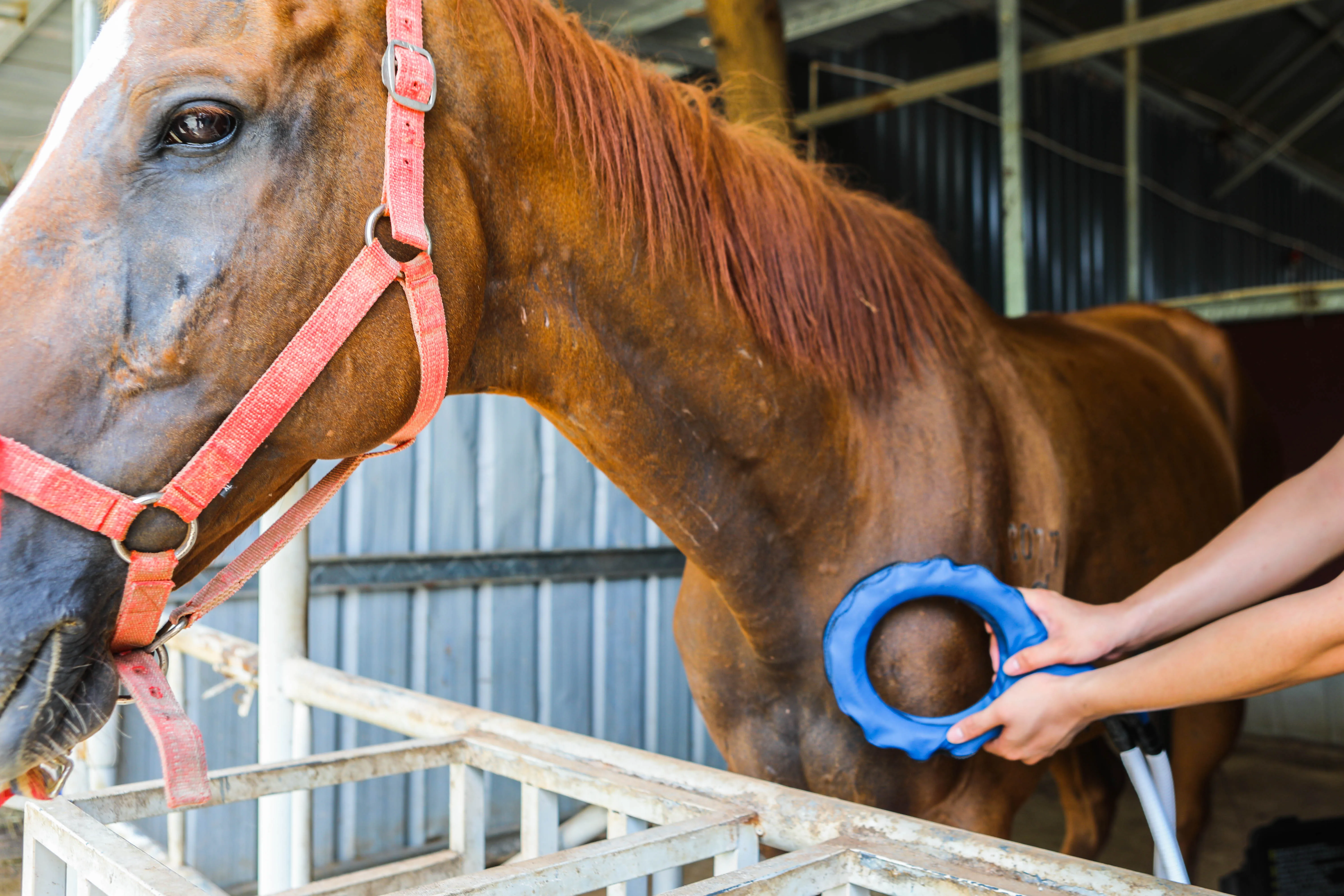 Устройство для магнитотерапии для лошадей: медицинское оборудование для облегчения боли и релаксации гоночных лошадей