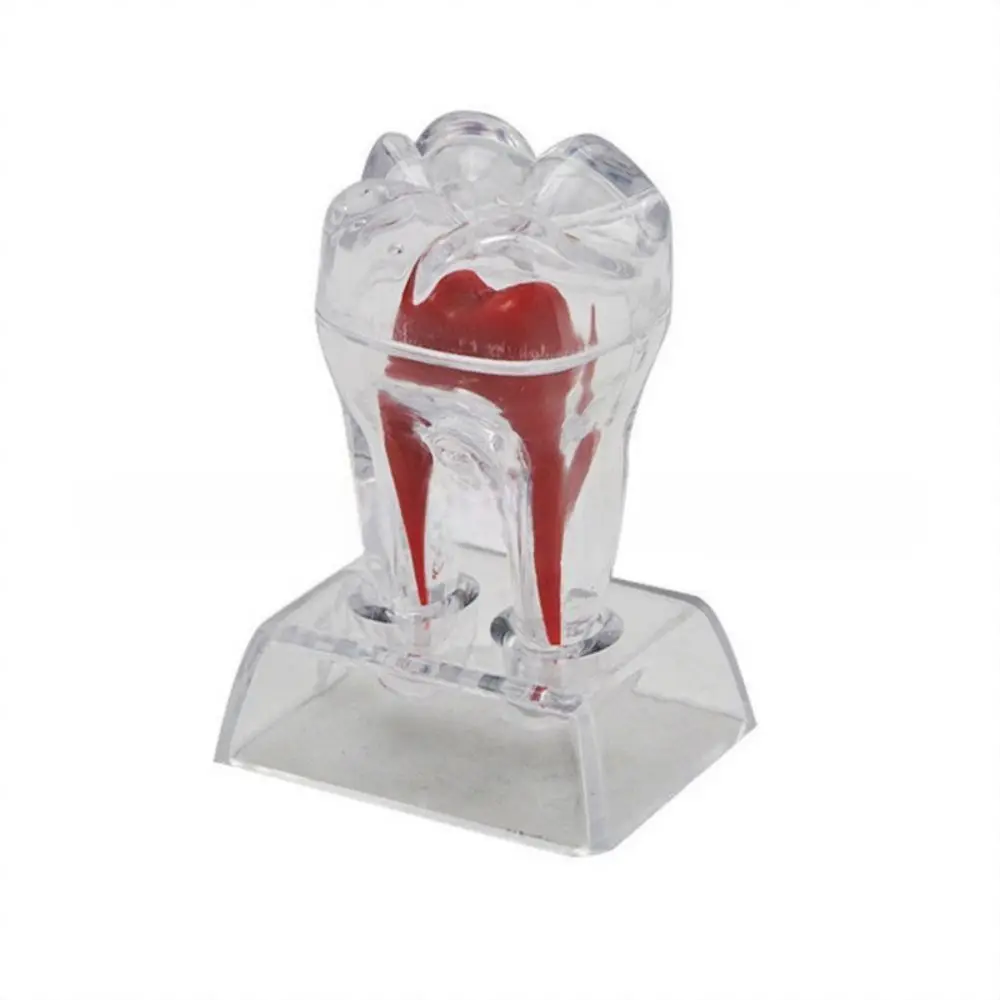

With Base Decomposable Dental Teeth Model Hard Detachable Dental Anatomical Structure Separable Transparent