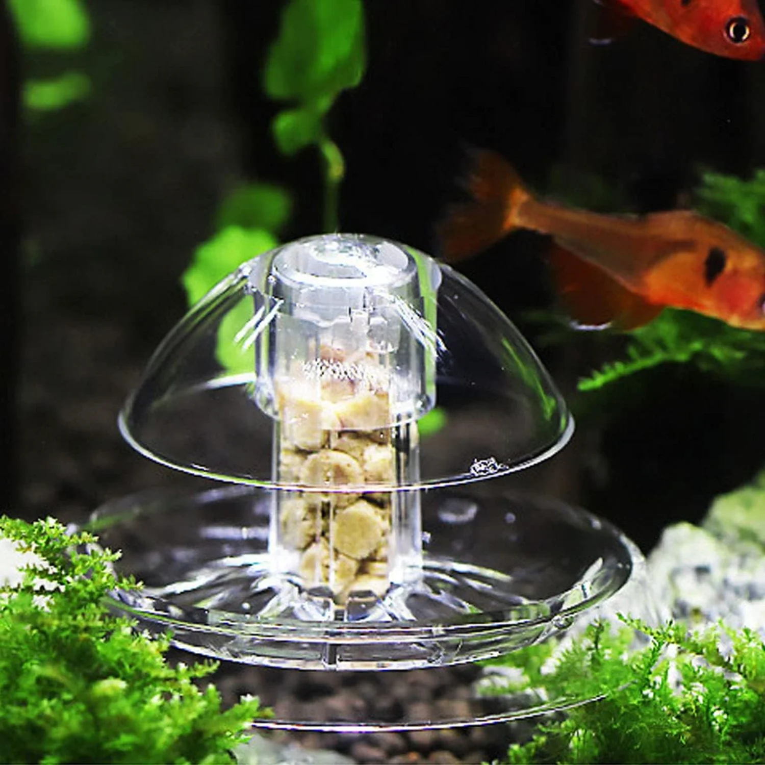 Trappola per lumache Ailindany - Aquarium Fish Online recensione e prezzo