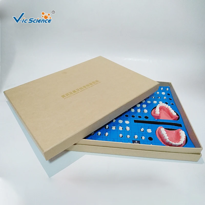 Zähne Vorbereitung Modell/Hohlraum Vorbereitung Modell/Prothetik Modell