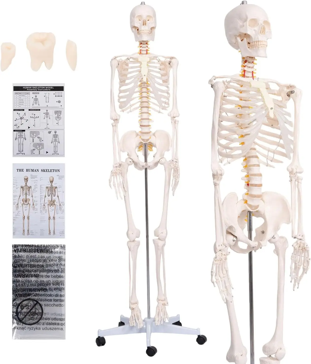 

Life-Size Posable Human Skeleton Model with Nervous System, Carotid Artery & Educational Charts for Anatomy Study