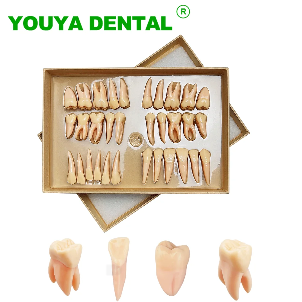 32pcs/set Dental Model Teeth Teaching Model 2.5 Times Resin Permanent Teeth Model Dentistry Lab Carving Guidance Dental Gifts