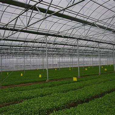 2025 대형 온실 텐트 키트 (정원 식물 재배용, 농업용 완벽한 농업용 온실 제품)