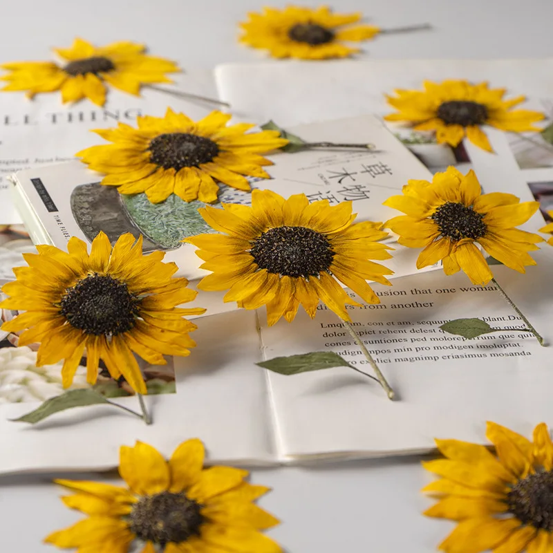 2 Stück/5–6 cm Blütenkopf, Ture Pressed Mini-Sonnenblumenzweig, geprägter Pflanzen-Tropfenkleber, Handyschale, DIY-Lesezeichen, Kartenmaterial – Detail 6