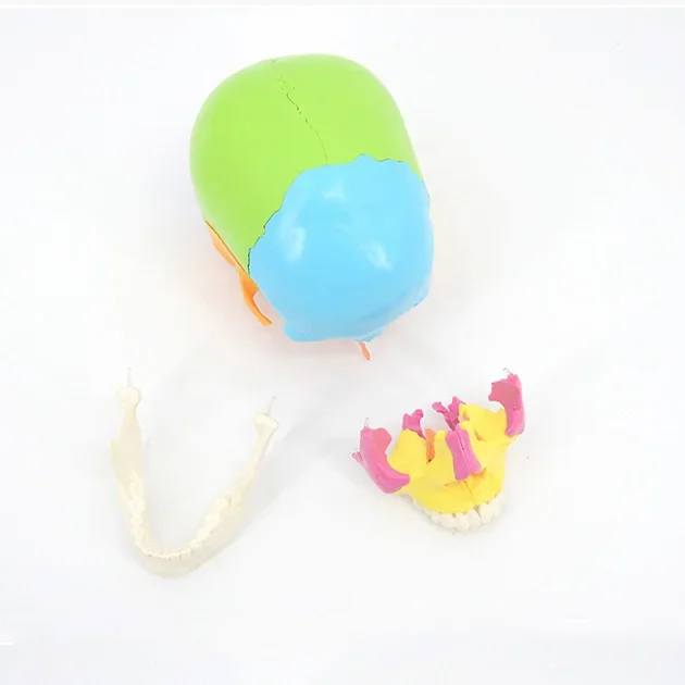 Медицинская цветная модель человеческого черепа 1:1, разборка и сборка 22-х частных обучающих образцов