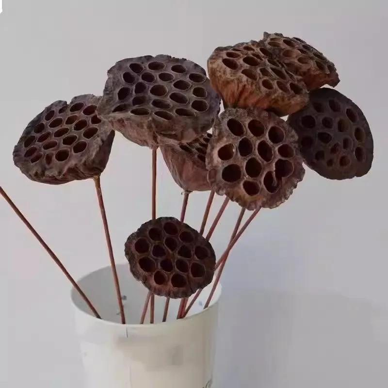 Natural Dried Brown Lotus Flowers Preserved Mini Flower Crafts for Home Decoration Diy Crafting Accessories 1pcs